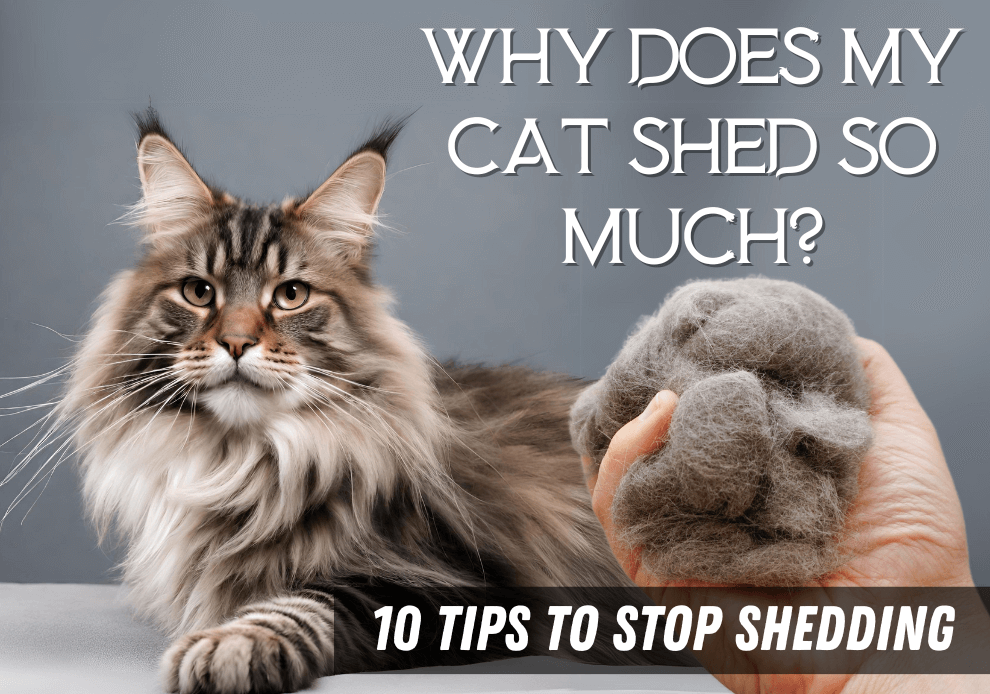 Why Does My Furry Mainer Shed So Much? 10 Tips To Stop Shedding Love