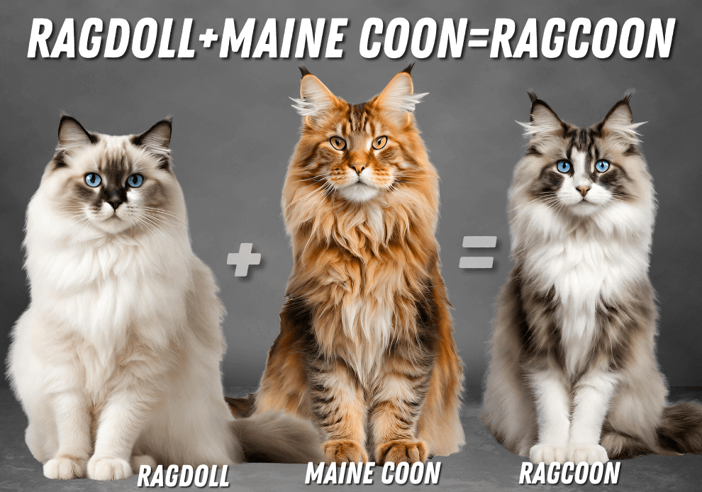 Ragcoon Maine Coon And Ragdoll Mix Love Maine Coon 0223